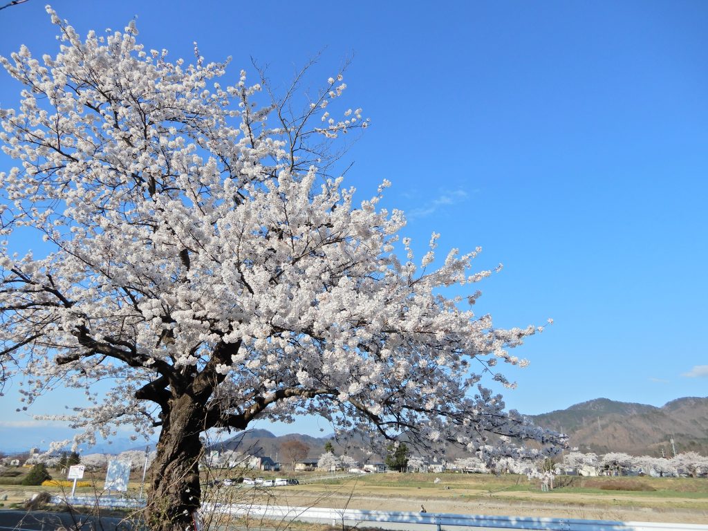 自慢の桜